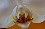 Orchidea Orchidea