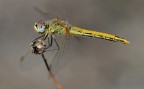 Libellula Sempre A Mano Libera. Penultima Della Serie. Libellula Sempre A Mano Libera. Penultima Della Serie.
