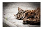 cosa sognano i gatti cosa sognano i gatti