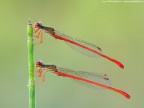 Ceriagrion tenellum (De Villers 1789) Ceriagrion tenellum (De Villers 1789)