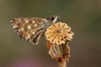 Carcharodus alceae Carcharodus alceae