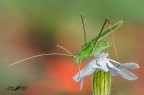 Tettigonia viridissima Tettigonia viridissima