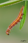 Lacanobia oleracea, Noctuidae Lacanobia oleracea, Noctuidae