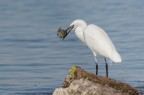 L'abbuffata L'abbuffata