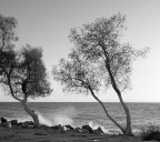 Alberi