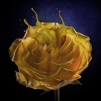 Tuffo nel giallo Tuffo nel giallo