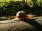 lumaca lumaca