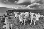 Cows &amp; Cliffs