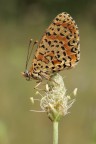 Melitea Didyma Melitea Didyma