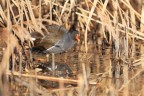 Gallinella