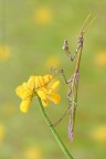 Empusa a pois.... Empusa a pois....