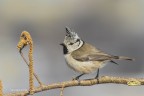 Cincia dal ciuffo (Lophophanes cristatus) Cincia dal ciuffo (Lophophanes cristatus)