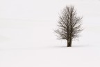 silent silent
