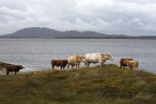 Heart of Connemara Heart of Connemara