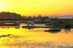 Isola della Cona Isola della Cona