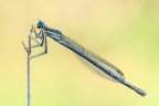 Damigella Damigella