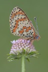 Melitea Melitea