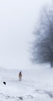 Cane delle nevi Cane delle nevi