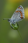 Licenide Polyommato Licenide Polyommato