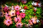 Fiori Fiori