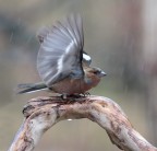 Modello fotocamera	Canon EOS 7D Mark II
Data/ora scatto	24/02/2015 14:31:11
Tv (Velocit� otturatore)	1/320
Av (Valore diaframma)	5.6
Velocit� ISO	2500
Obiettivo	EF300mm f/4L IS USM