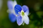 delicatezza in un fiore delicatezza in un fiore