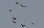 Migratori Migratori