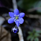 Anemoni Anemoni