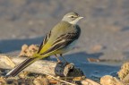 Motacilla cinerea Motacilla cinerea