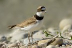 Corriere piccolo (Charadrius dubius) Corriere piccolo (Charadrius dubius)