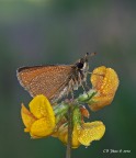 Thymelicus Thymelicus