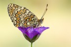 Melitaea phoebe