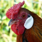 ***Chicchirich�***