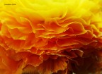 giallo giallo