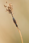 Ichneumonidae Ichneumonidae