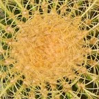 Raggi di fiore Raggi di fiore