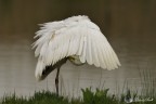 airone bianco maggiore airone bianco maggiore