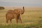 Elefante Elefante