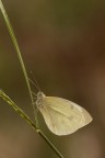 Pieris rapae Pieris rapae