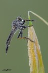 Asilidae s.p Asilidae s.p