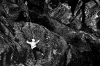 Arrampicatrice Arrampicatrice