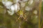 Appostata Appostata