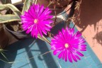 I primi fiori... I primi fiori...