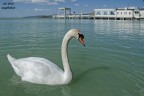 Il Cigno Il Cigno
