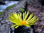 Flower 2 Flower 2