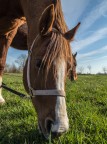 My Horses My Horses