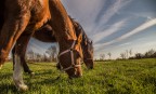 My Horses 2 My Horses 2