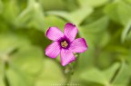 Violetta Violetta