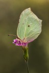 Cedronella Cedronella