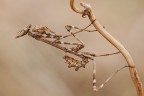 Empusa Empusa